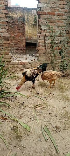 1 murgh aur 3 hens 0