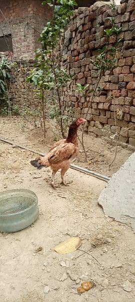 1 murgh aur 3 hens 1