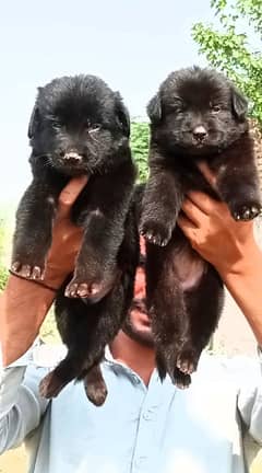 black German shepherd long coat heavy bone marks structure pair