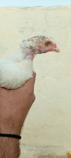 aseel hens + 1 male