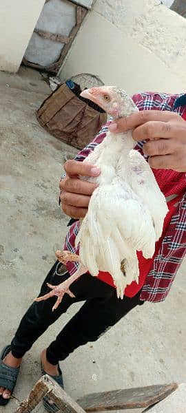 aseel hens + 1 male 2