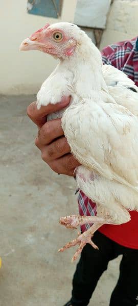 aseel hens + 1 male 3