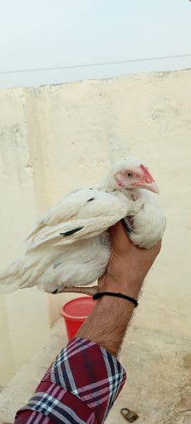 aseel hens + 1 male 5