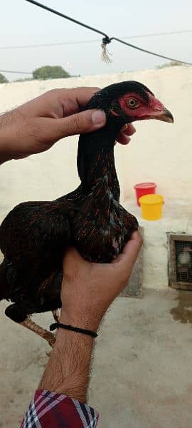 aseel hens + 1 male 7