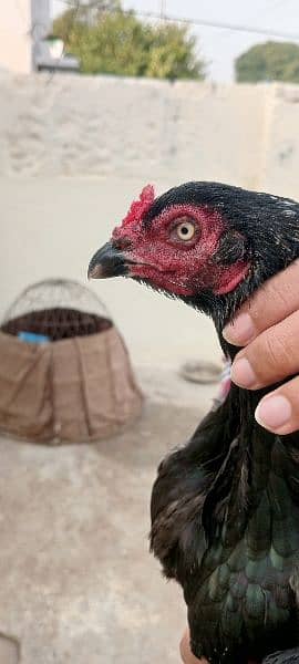 aseel hens + 1 male 11