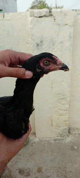 aseel hens + 1 male 12