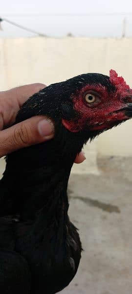 aseel hens + 1 male 14