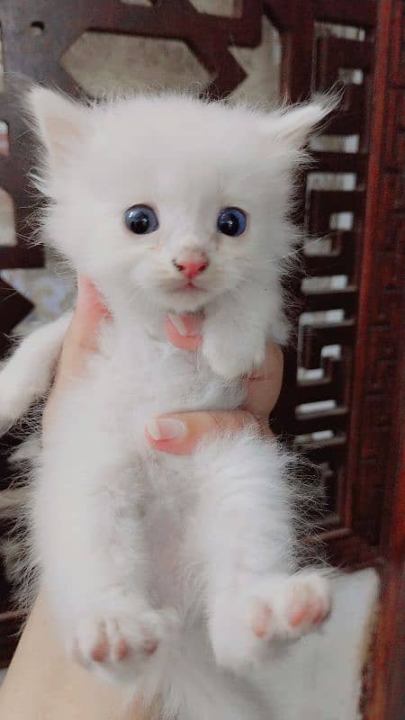 persian kitten available 0