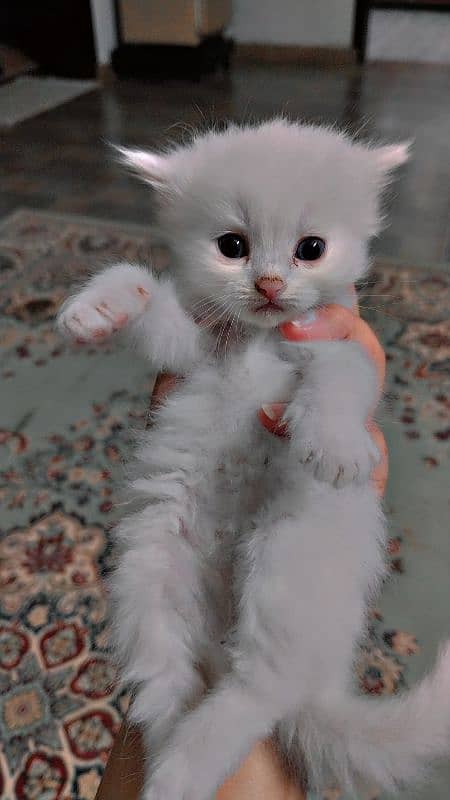 persian kitten available 1