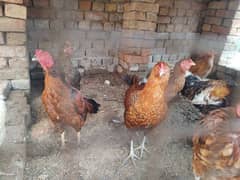 Desi kurak hony wali eggs laying murgiyan hen