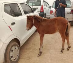 shatling Pony horse Colt