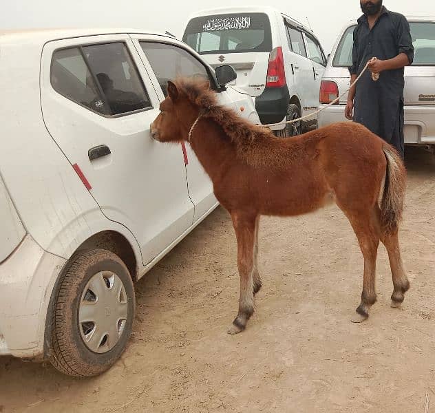 shatling Pony horse Colt 1