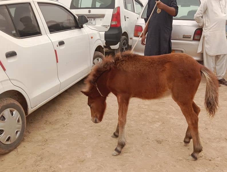 shatling Pony horse Colt 2