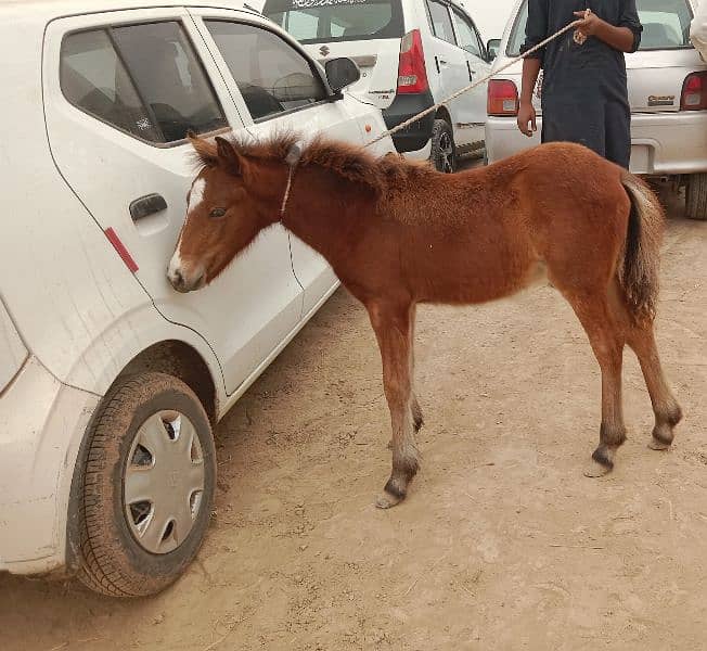 shatling Pony horse Colt 3