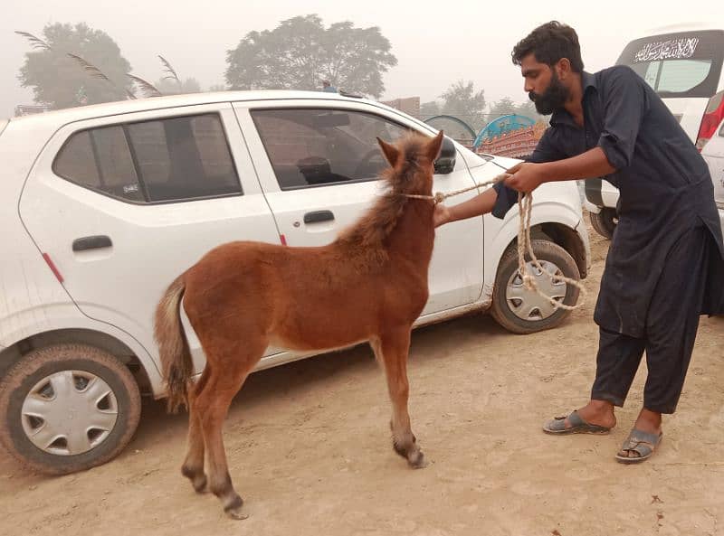 shatling Pony horse Colt 5