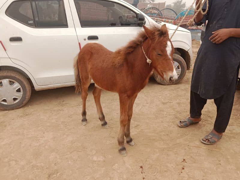 shatling Pony horse Colt 6