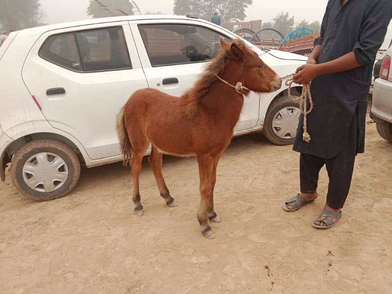 shatling Pony horse Colt 8