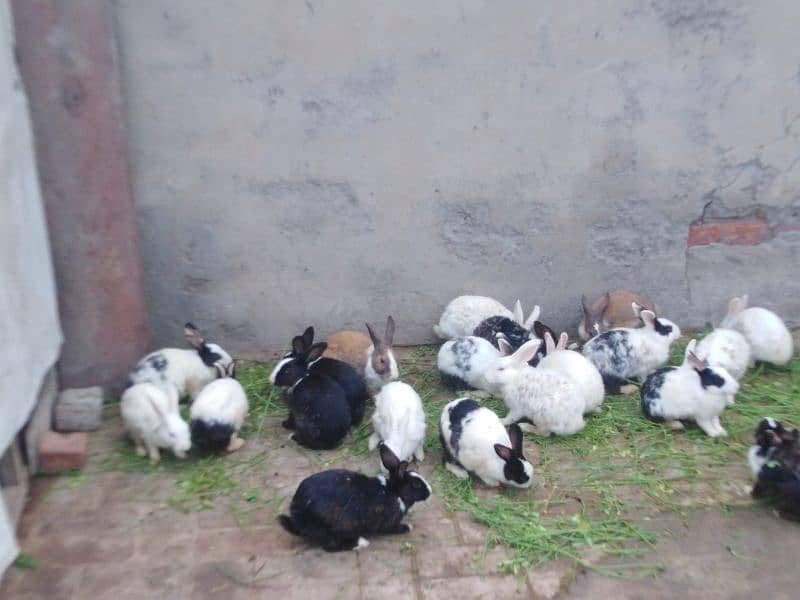 healthy and active male rabbits for sale 5 piece 4500/  03035846813 0