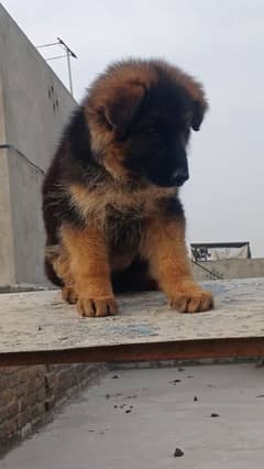 German shepherd pink pedigree Long coat female pup