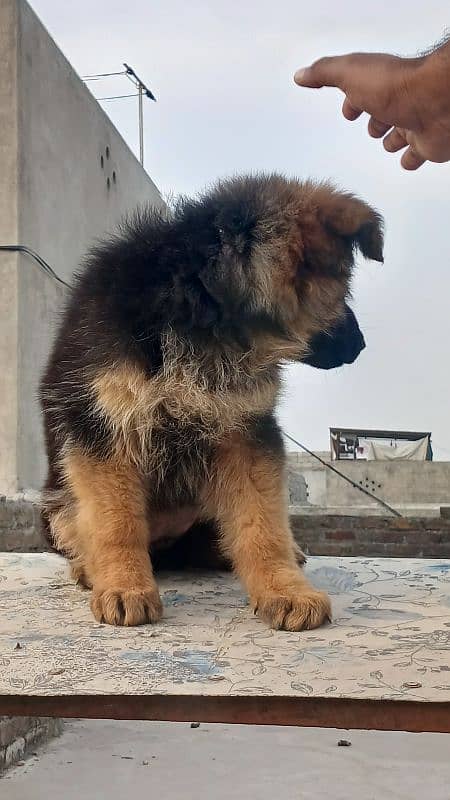 garman shepherd pink pedigree Female 1