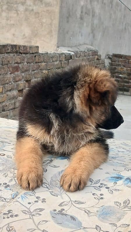 garman shepherd pink pedigree Female 4