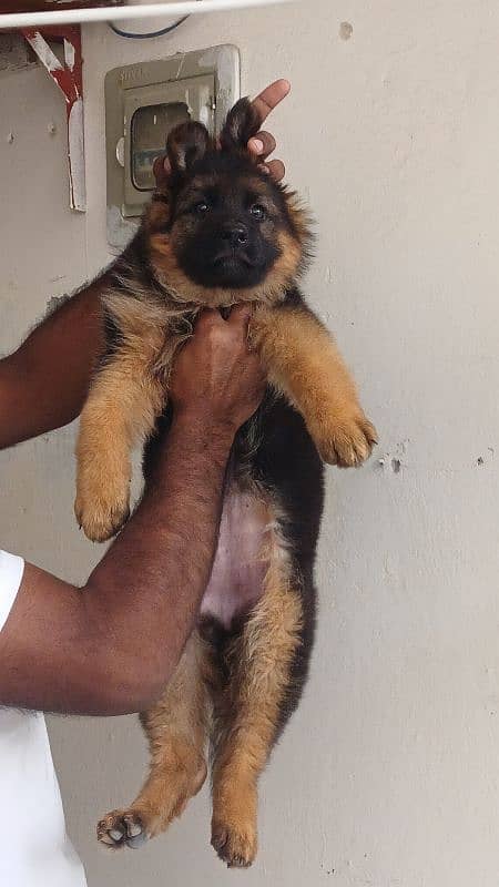 garman shepherd pink pedigree Female 5