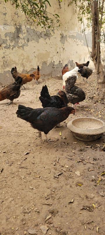 GOLDEN MISRI DESI MURGI AND MURGE FOR SALE 0