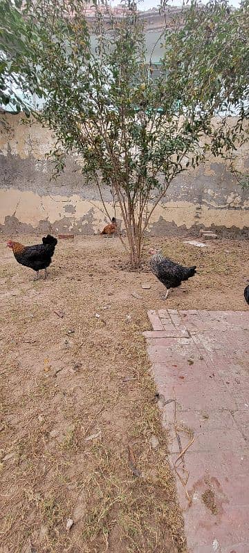 GOLDEN MISRI DESI MURGI AND MURGE FOR SALE 9