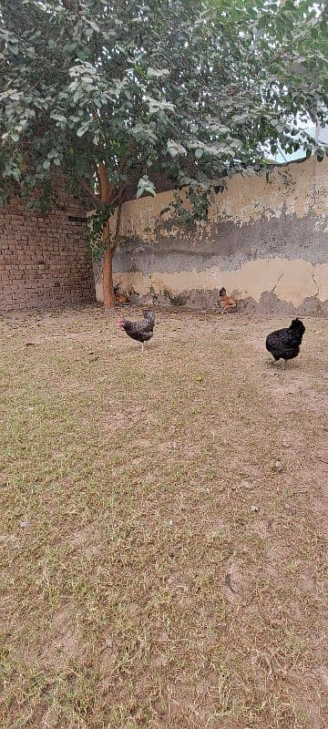 GOLDEN MISRI DESI MURGI AND MURGE FOR SALE 10