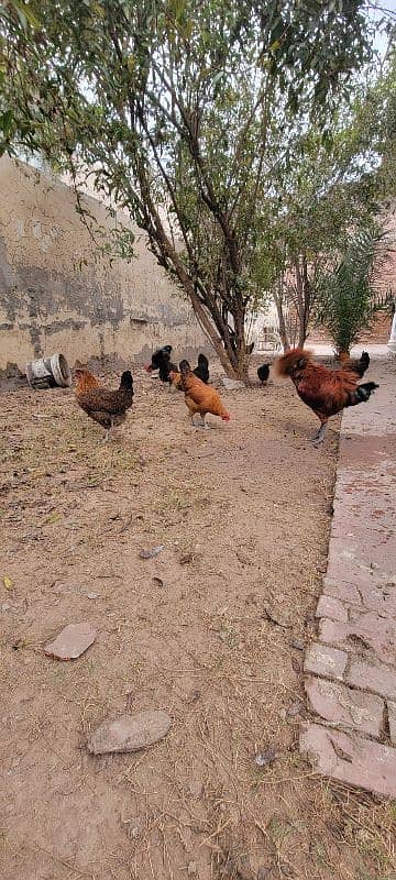 GOLDEN MISRI DESI MURGI AND MURGE FOR SALE 11