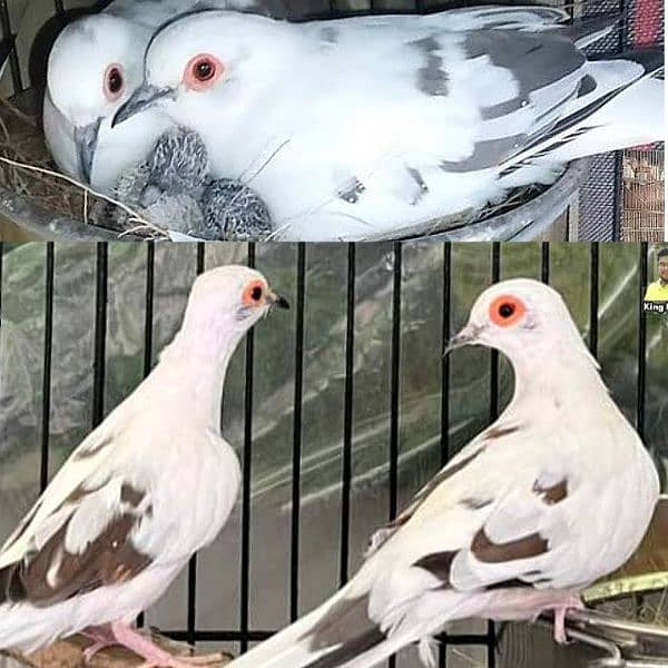 Diamond pied dove pairs full wash 0