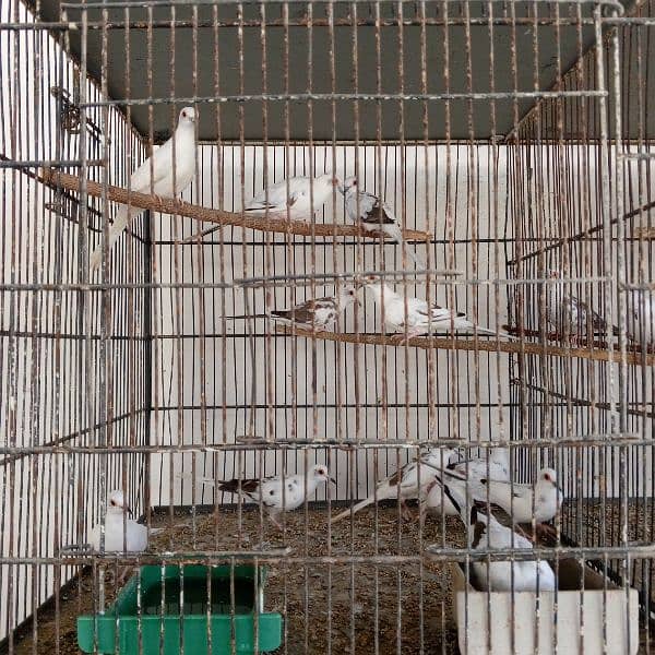 Diamond pied dove pairs full wash 1