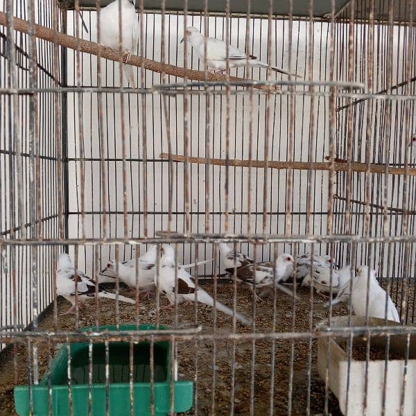 Diamond pied dove pairs full wash 2