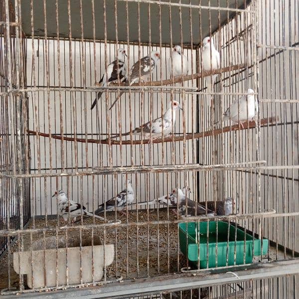 Diamond pied dove pairs full wash 3