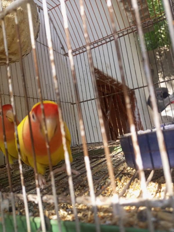 lotino hen pair hai withe cage Andy b diye hen 0