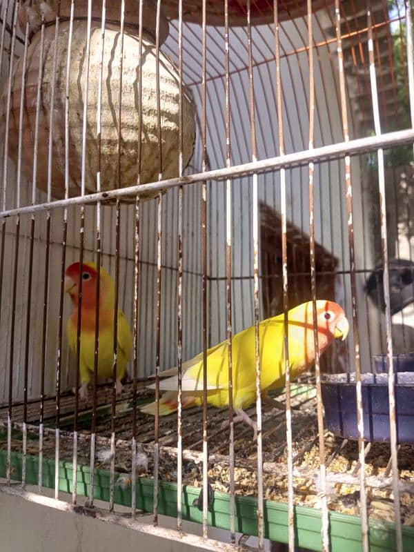 lotino hen pair hai withe cage Andy b diye hen 3