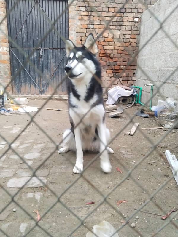 Syberian Female Husky 16 Months 0