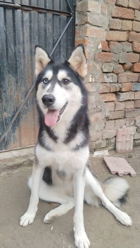 Syberian Female Husky 16 Months 1