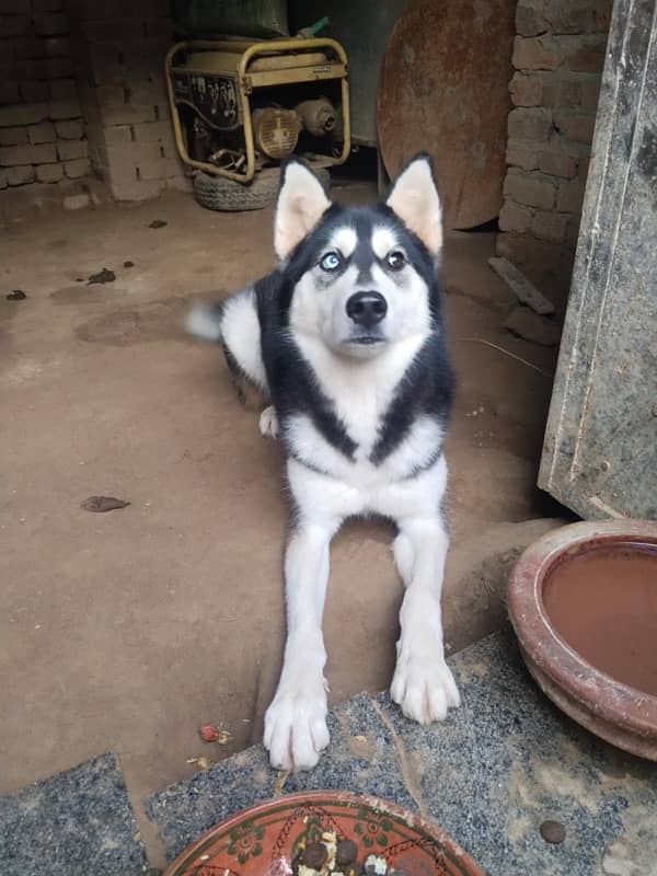 Syberian Female Husky 16 Months 2