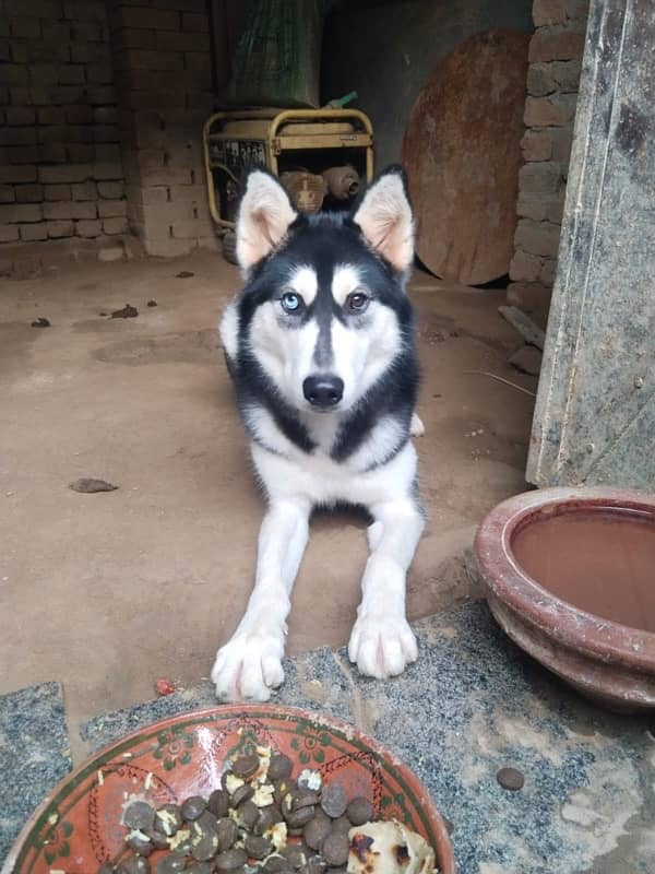 Syberian Female Husky 16 Months 3