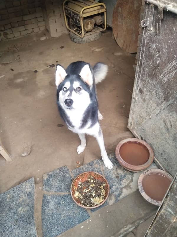 Syberian Female Husky 16 Months 4