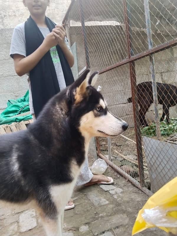 Syberian Female Husky 16 Months 5