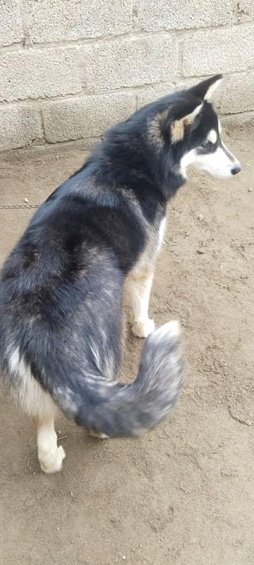 Syberian Female Husky 16 Months 6