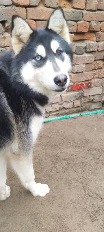 Syberian Female Husky 16 Months 7