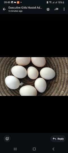 Heera aseel eggs available defence view