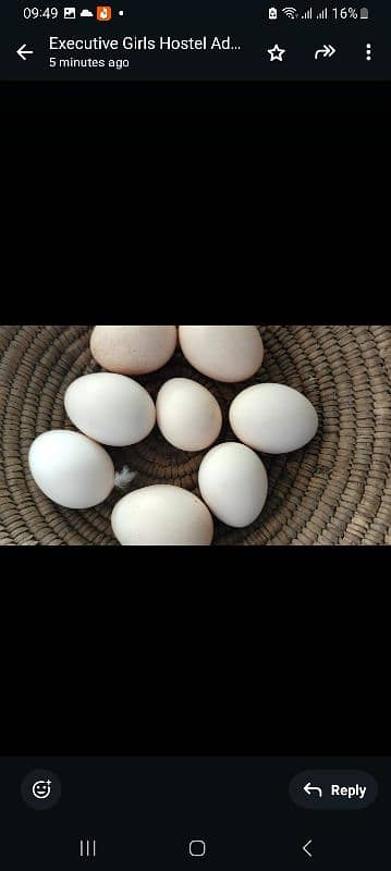 Heera aseel eggs available defence view 0