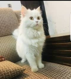 Persian female cat