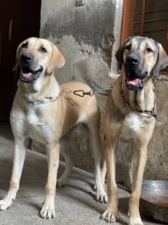 kangal 03234696626