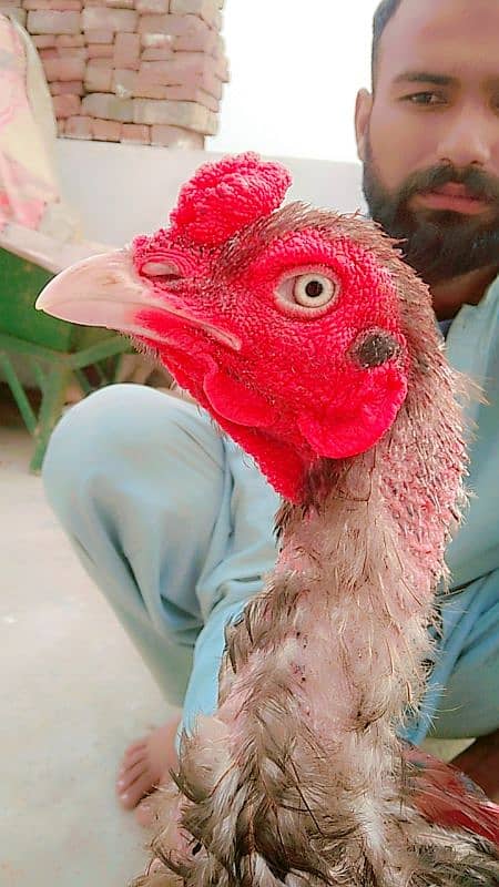 mianwali aseel murga murgi or 3 bachy 1