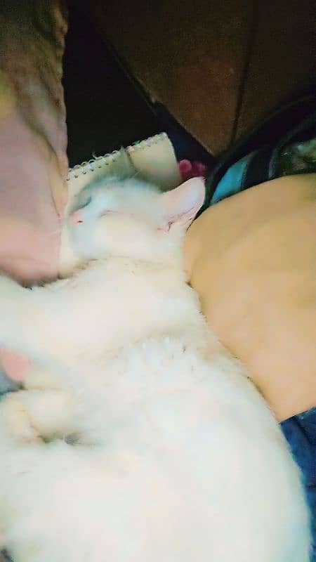 6 month age beautiful cat white colour urgent jarurat hai 0